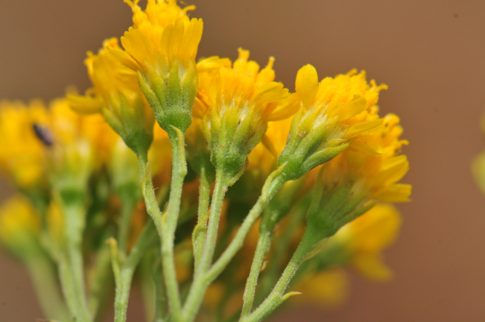 Trans-Pecos Thimblehead bracts surrounding the floral heads, also called phyllaries, are generally linear in shape as shown in the photo. Hymenothrix wislizeni